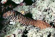 Zebra Moray Eel